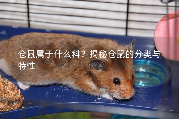 仓鼠属于什么科？揭秘仓鼠的分类与特性