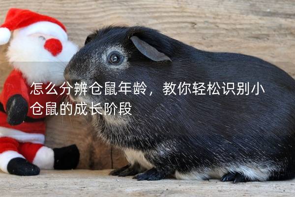 怎么分辨仓鼠年龄，教你轻松识别小仓鼠的成长阶段