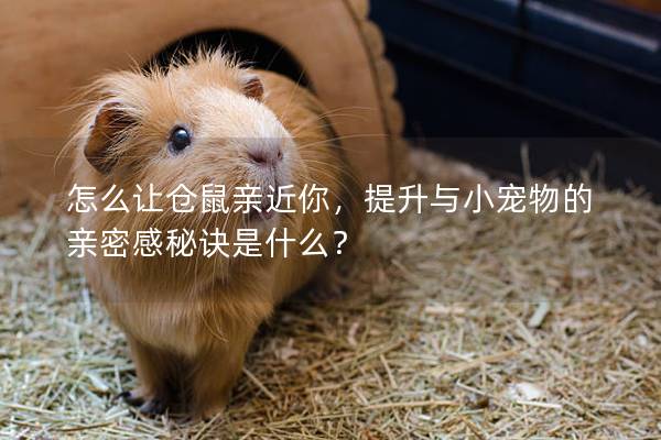 怎么让仓鼠亲近你，提升与小宠物的亲密感秘诀是什么？