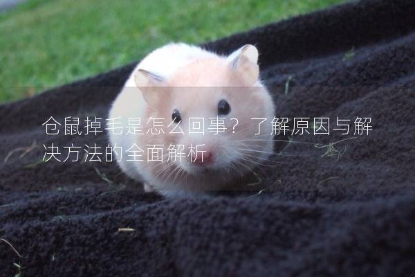 仓鼠掉毛是怎么回事？了解原因与解决方法的全面解析