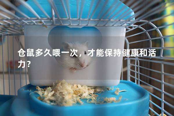 仓鼠多久喂一次，才能保持健康和活力？