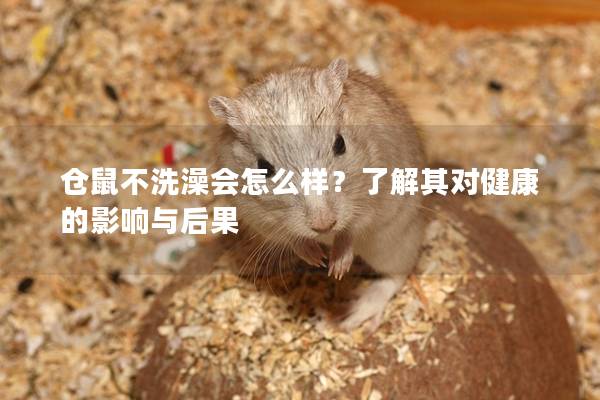 仓鼠不洗澡会怎么样？了解其对健康的影响与后果