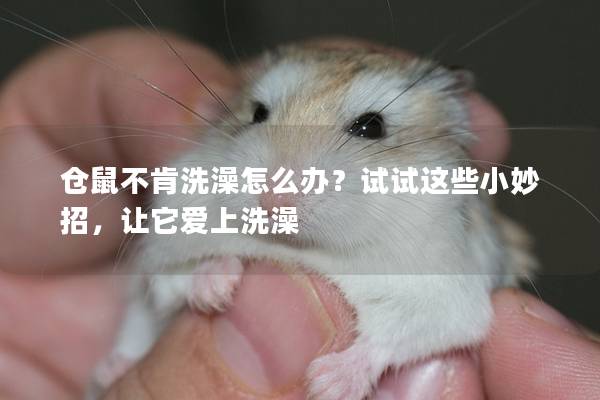 仓鼠不肯洗澡怎么办？试试这些小妙招，让它爱上洗澡