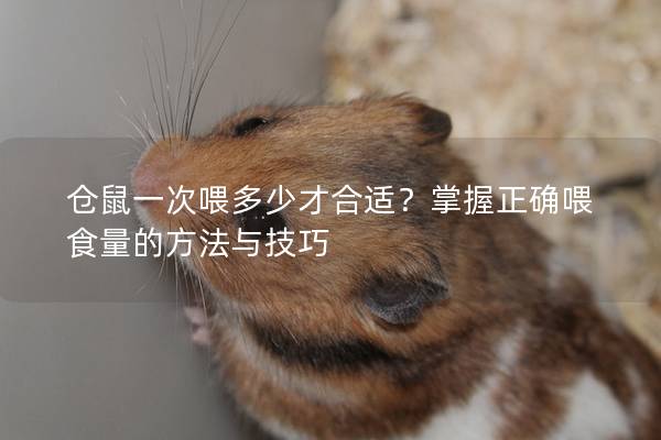 仓鼠一次喂多少才合适？掌握正确喂食量的方法与技巧