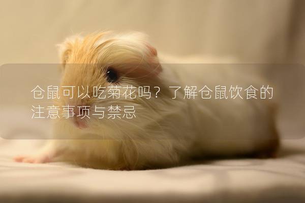 仓鼠可以吃菊花吗？了解仓鼠饮食的注意事项与禁忌