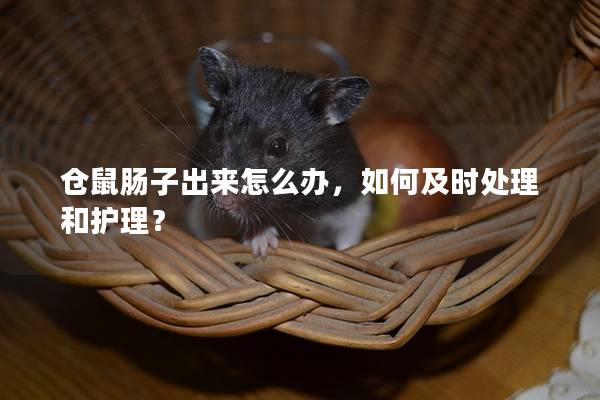 仓鼠肠子出来怎么办，如何及时处理和护理？