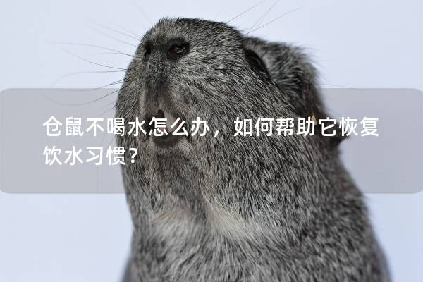 仓鼠不喝水怎么办，如何帮助它恢复饮水习惯？
