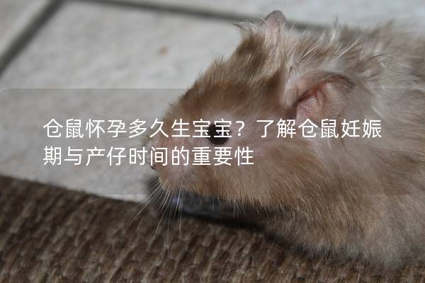 仓鼠怀孕多久生宝宝？了解仓鼠妊娠期与产仔时间的重要性