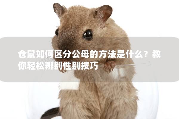 仓鼠如何区分公母的方法是什么？教你轻松辨别性别技巧