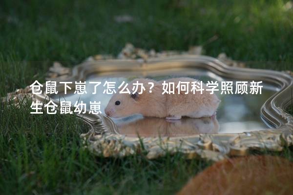 仓鼠下崽了怎么办？如何科学照顾新生仓鼠幼崽
