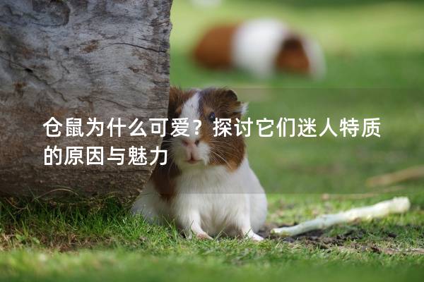 仓鼠为什么可爱？探讨它们迷人特质的原因与魅力