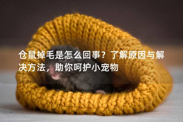 仓鼠掉毛是怎么回事？了解原因与解决方法，助你呵护小宠物