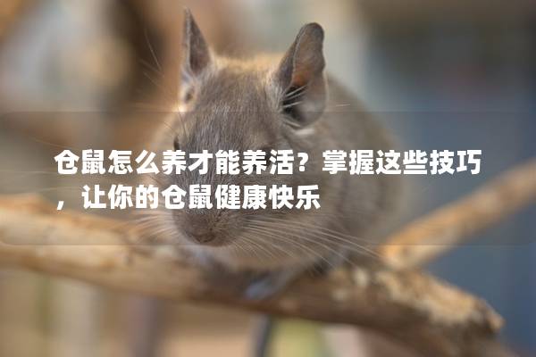 仓鼠怎么养才能养活？掌握这些技巧，让你的仓鼠健康快乐