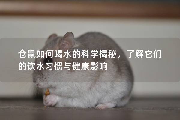 仓鼠如何喝水的科学揭秘，了解它们的饮水习惯与健康影响