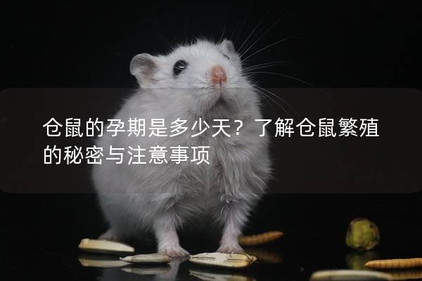 仓鼠的孕期是多少天？了解仓鼠繁殖的秘密与注意事项