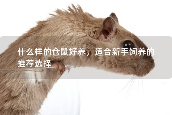 什么样的仓鼠好养，适合新手饲养的推荐选择