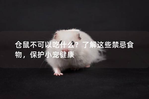 仓鼠不可以吃什么？了解这些禁忌食物，保护小宠健康