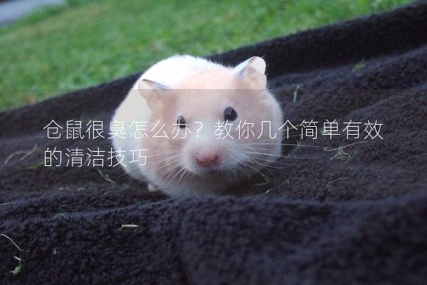 仓鼠很臭怎么办？教你几个简单有效的清洁技巧