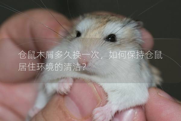 仓鼠木屑多久换一次，如何保持仓鼠居住环境的清洁？