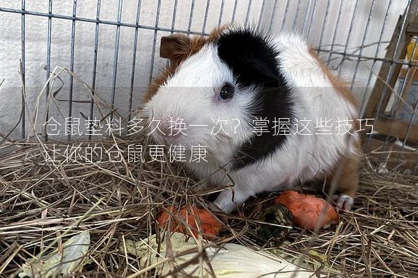 仓鼠垫料多久换一次？掌握这些技巧让你的仓鼠更健康