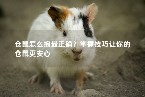 仓鼠怎么抱最正确？掌握技巧让你的仓鼠更安心