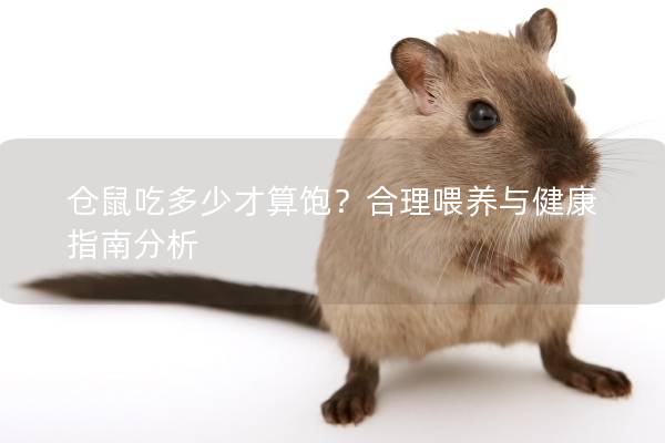 仓鼠吃多少才算饱？合理喂养与健康指南分析