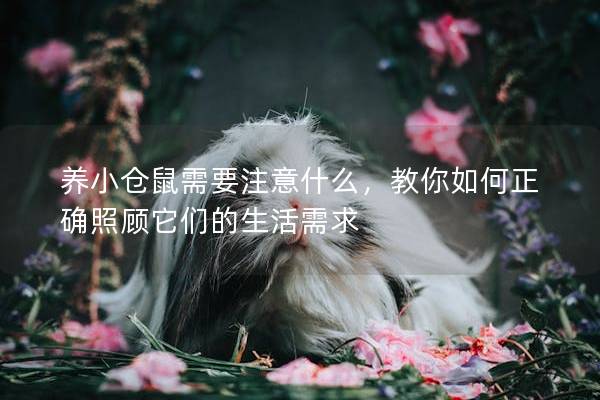 养小仓鼠需要注意什么，教你如何正确照顾它们的生活需求