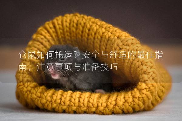 仓鼠如何托运？安全与舒适的最佳指南，注意事项与准备技巧