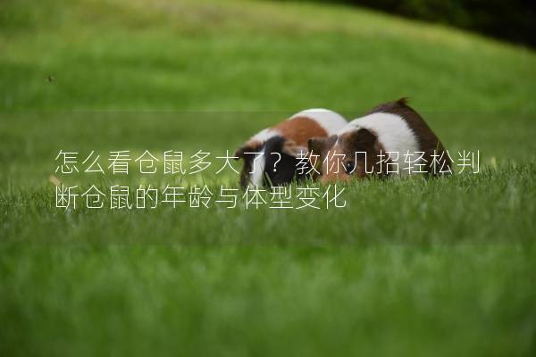 怎么看仓鼠多大了？教你几招轻松判断仓鼠的年龄与体型变化