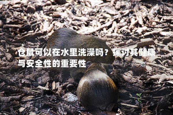 仓鼠可以在水里洗澡吗？探讨其健康与安全性的重要性