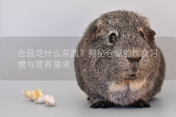 仓鼠吃什么东西？揭秘仓鼠的饮食习惯与营养需求