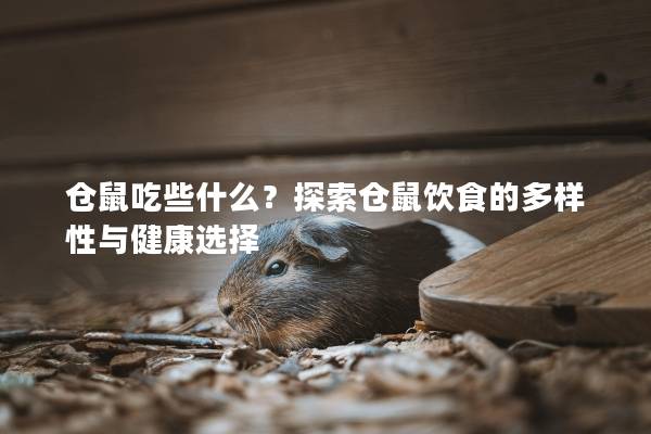 仓鼠吃些什么？探索仓鼠饮食的多样性与健康选择