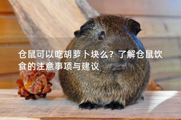 仓鼠可以吃胡萝卜块么？了解仓鼠饮食的注意事项与建议