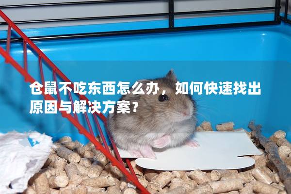 仓鼠不吃东西怎么办，如何快速找出原因与解决方案？