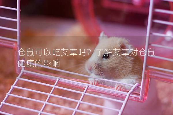 仓鼠可以吃艾草吗？了解艾草对仓鼠健康的影响