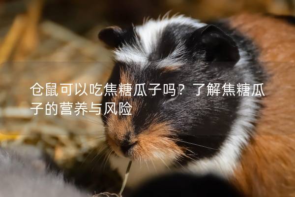 仓鼠可以吃焦糖瓜子吗？了解焦糖瓜子的营养与风险