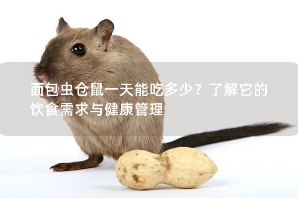 面包虫仓鼠一天能吃多少？了解它的饮食需求与健康管理