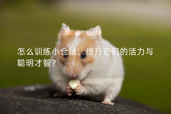 怎么训练小仓鼠，提升它们的活力与聪明才智？