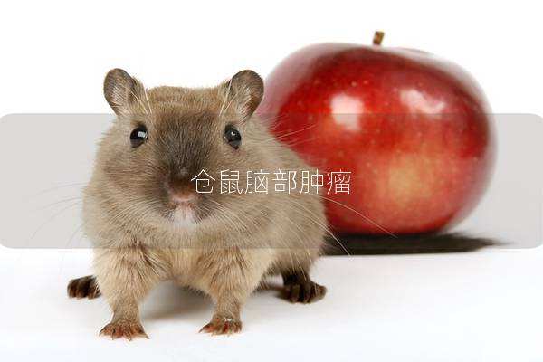 仓鼠脑部肿瘤