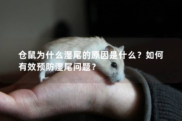 仓鼠为什么湿尾的原因是什么？如何有效预防湿尾问题？