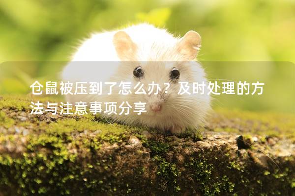 仓鼠被压到了怎么办？及时处理的方法与注意事项分享