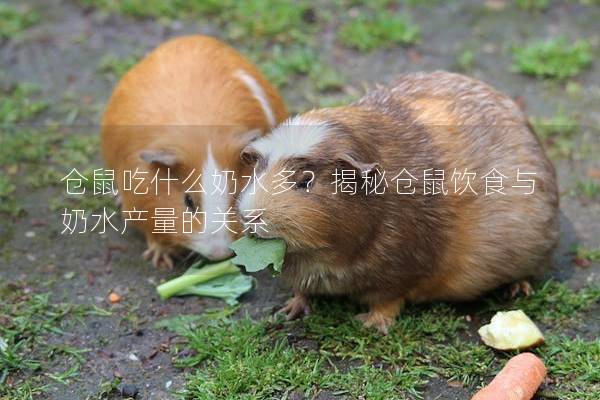 仓鼠吃什么奶水多？揭秘仓鼠饮食与奶水产量的关系