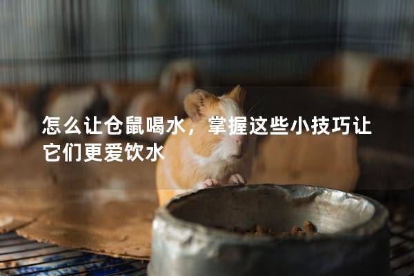 怎么让仓鼠喝水，掌握这些小技巧让它们更爱饮水
