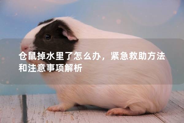 仓鼠掉水里了怎么办，紧急救助方法和注意事项解析