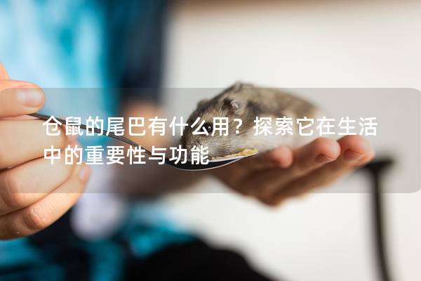 仓鼠的尾巴有什么用？探索它在生活中的重要性与功能