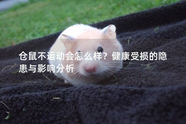 仓鼠不运动会怎么样？健康受损的隐患与影响分析