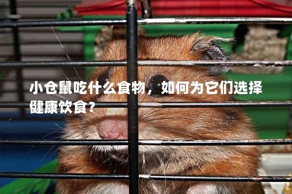 小仓鼠吃什么食物，如何为它们选择健康饮食？