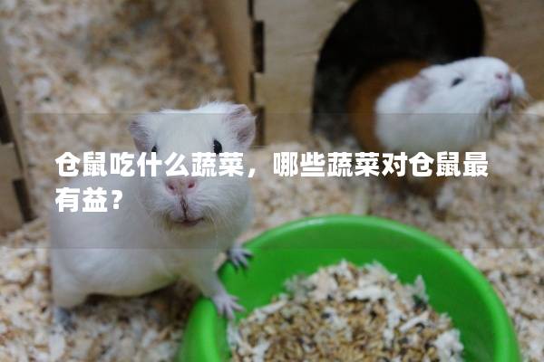 仓鼠吃什么蔬菜，哪些蔬菜对仓鼠最有益？