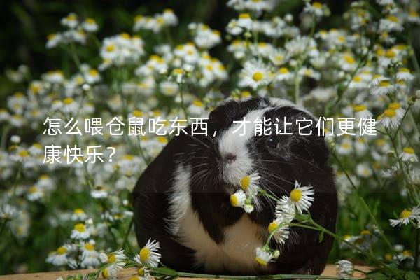 怎么喂仓鼠吃东西，才能让它们更健康快乐？