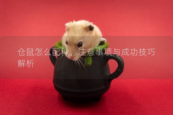 仓鼠怎么配种，注意事项与成功技巧解析